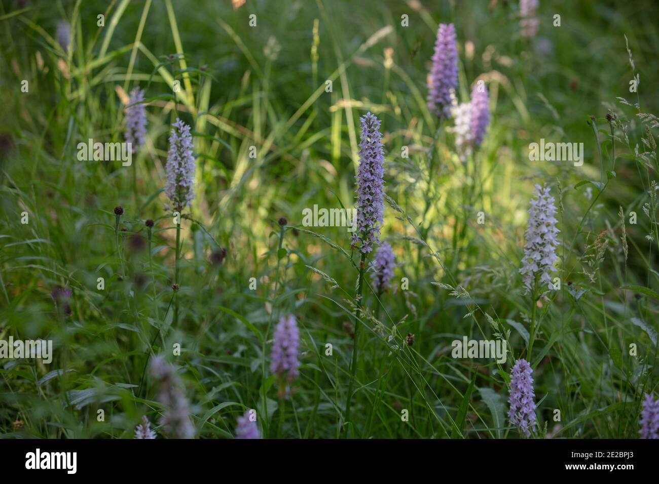 Gros plan sur les orchidées sauvages à pois communes, vues dans les grands champs d'herbe en pleine croissance. Banque D'Images