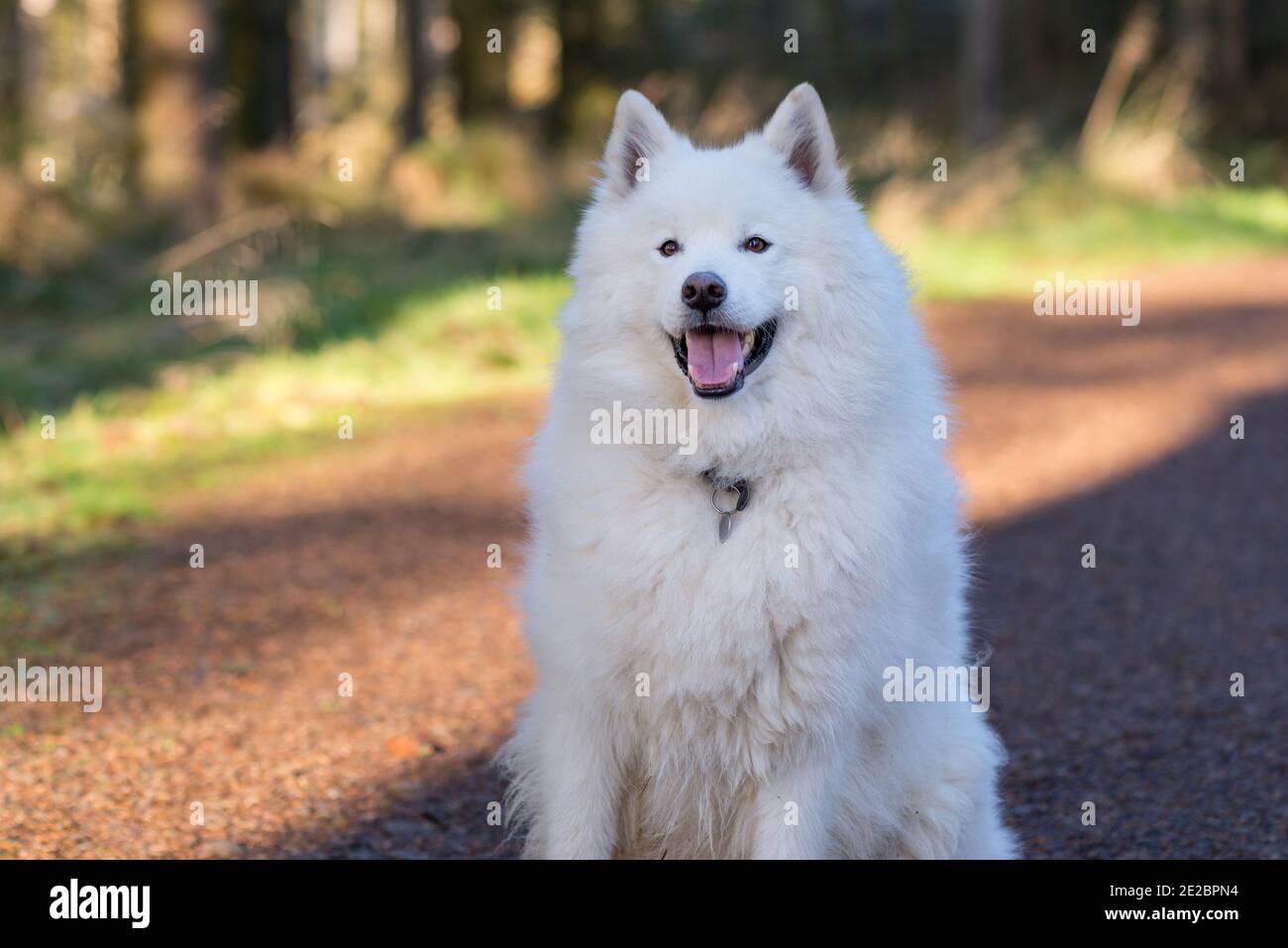 Samoyed dans le parc forestier de Kielder Banque D'Images