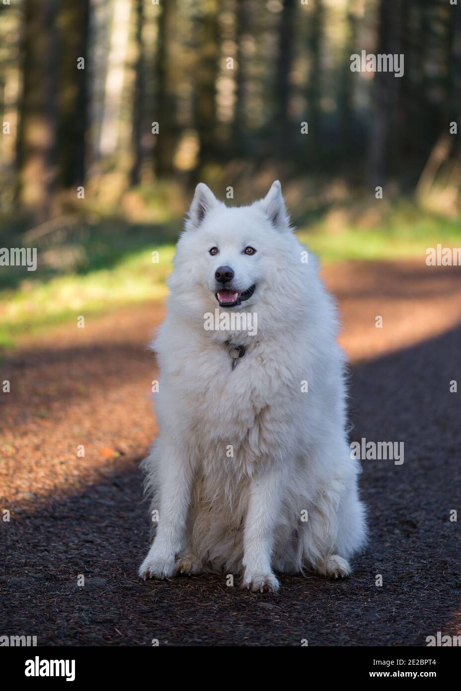 Samoyed dans le parc forestier de Kielder Banque D'Images