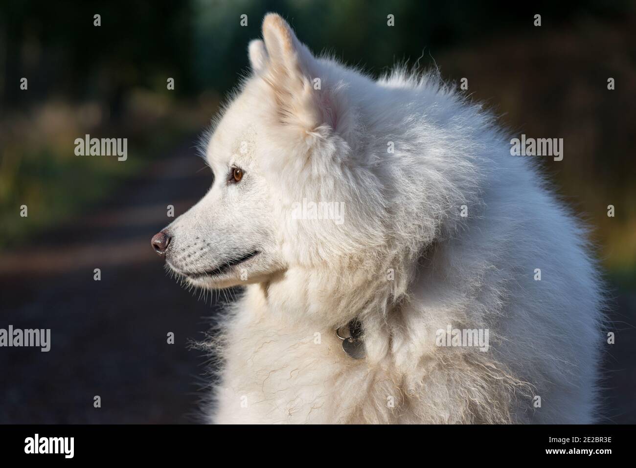 Samoyed dans le parc forestier de Kielder Banque D'Images