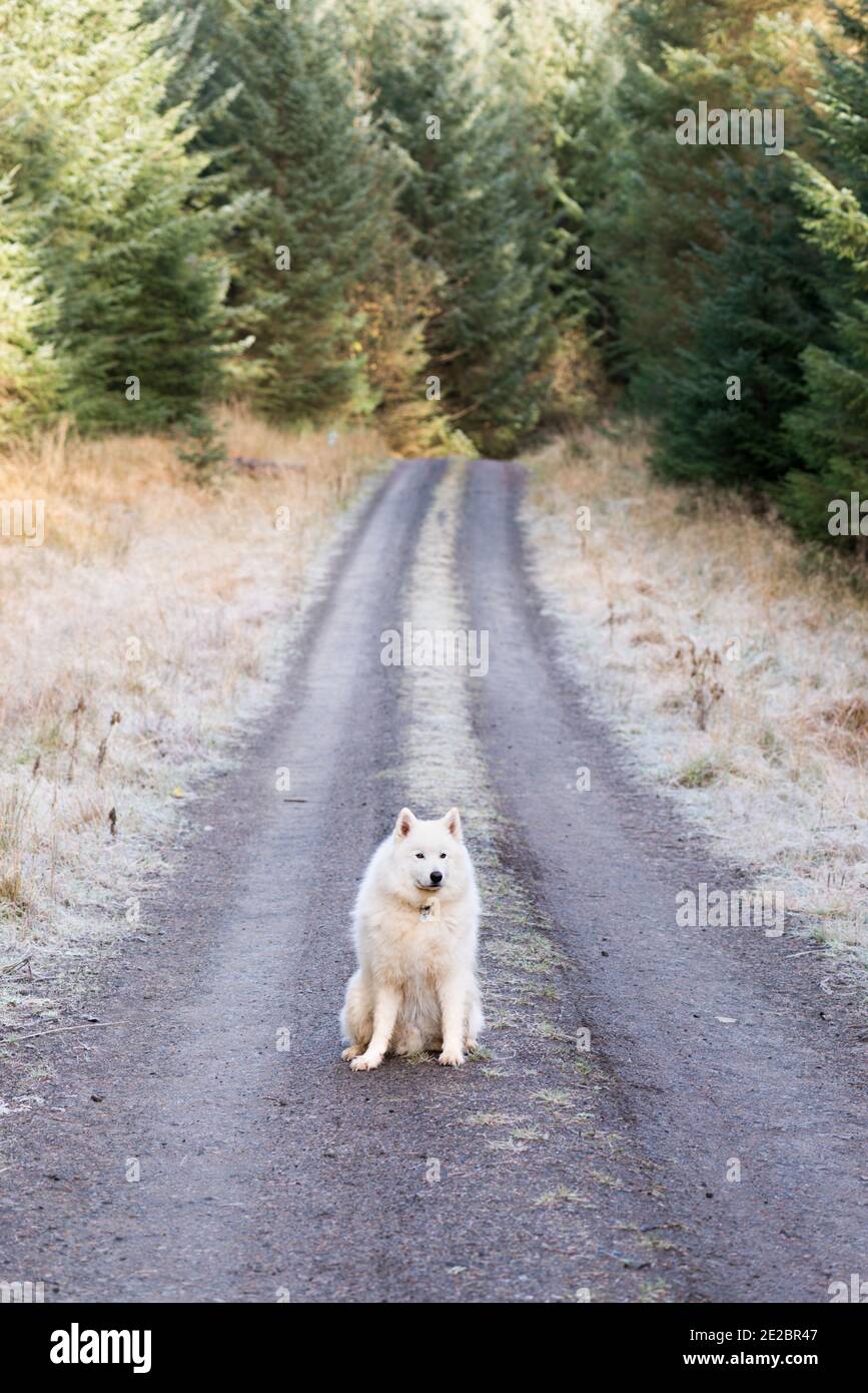 Samoyed dans le parc forestier de Kielder Banque D'Images