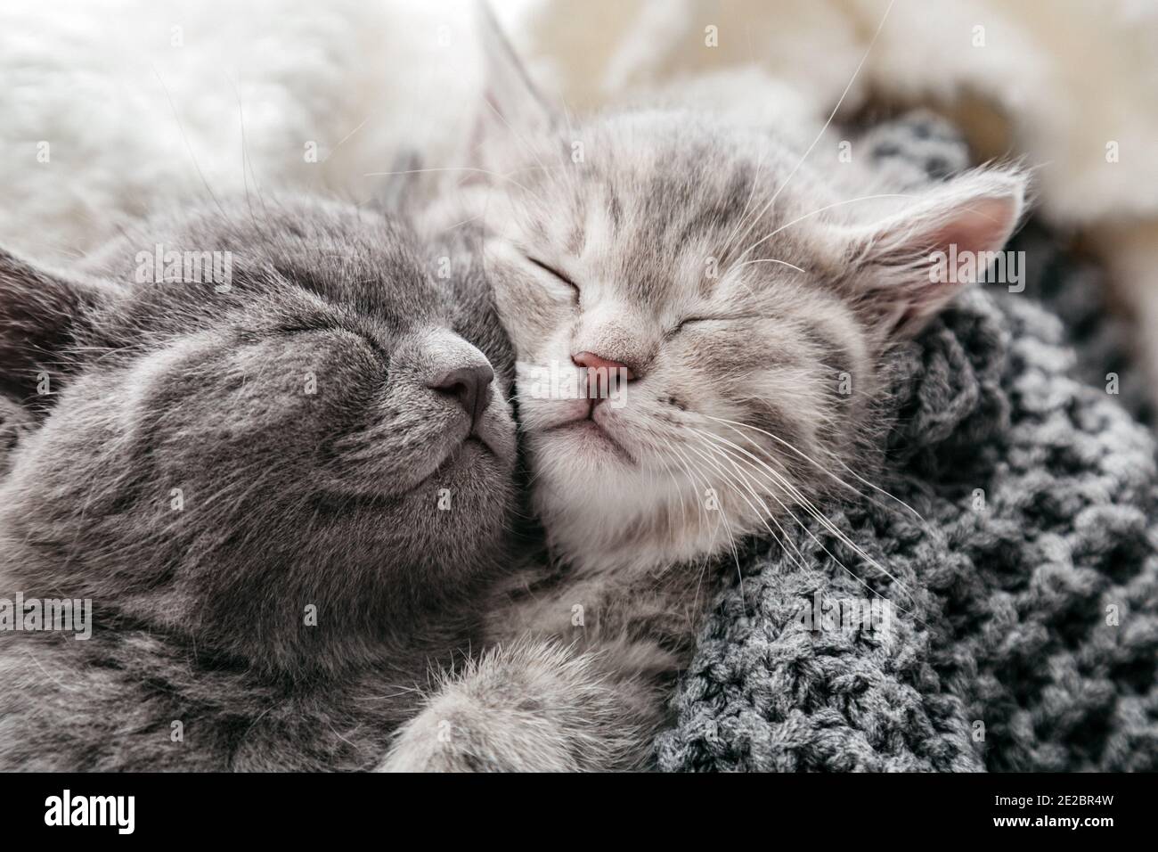 Couple De Chatons Dormant Amoureux Le Jour De La Saint Valentin Nez De Chat Gros Famille De Chatons Dormant Calin Et Baiser Cats Sommeil Confortable A La Maison Photo Stock Alamy