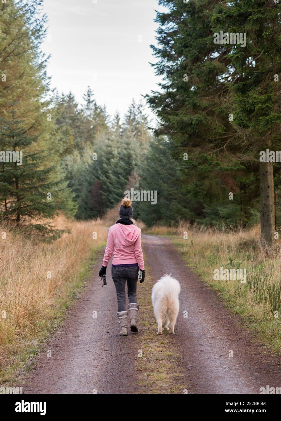 Femme marchant Samoïed dans le parc forestier de Kielder Banque D'Images