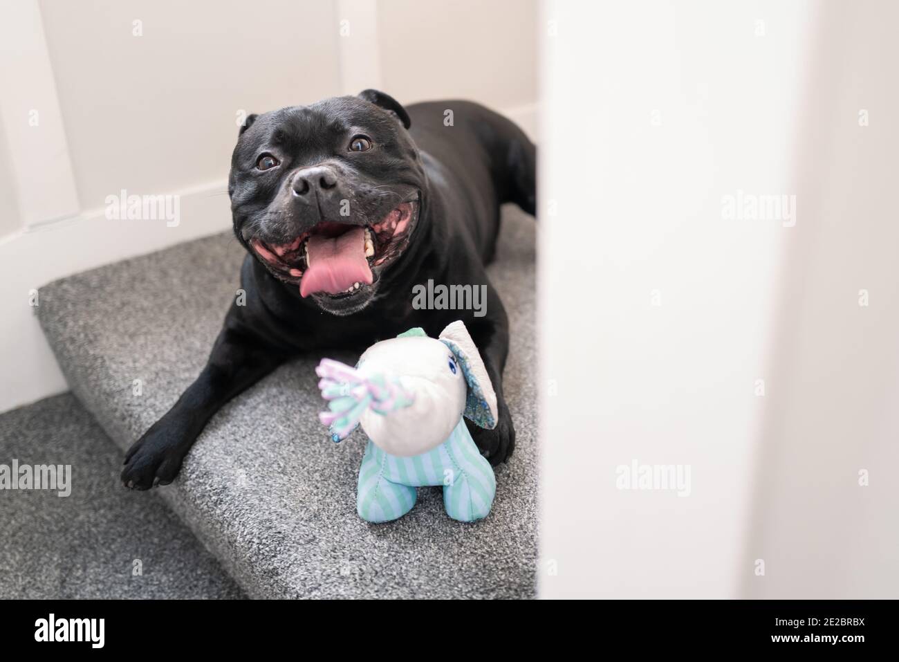 Le Staffordshire Bull Terrier souriant sur un escalier recouvert de moquette regardant la caméra. Il a un jouet d'éléphant doux. Banque D'Images
