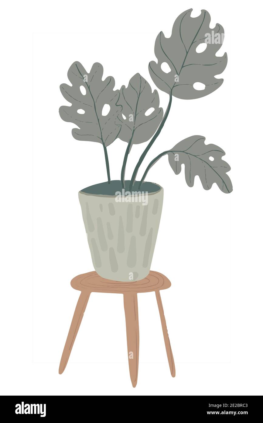 Plante Monstera en pot. Illustration dessinée à la main sur fond blanc. Banque D'Images
