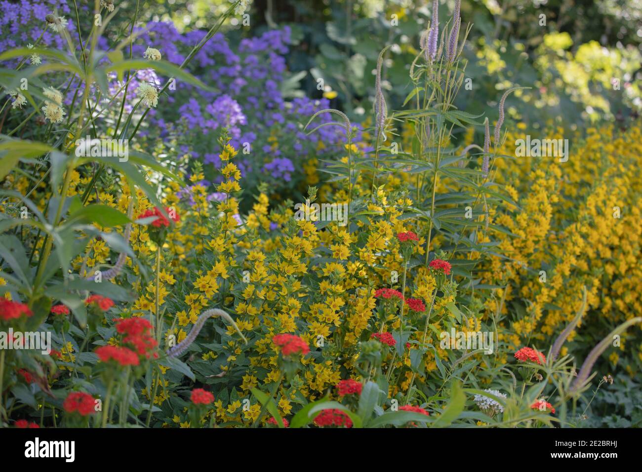 Mélange de plantes herbacées vues dans un jardin anglais frontière. Banque D'Images