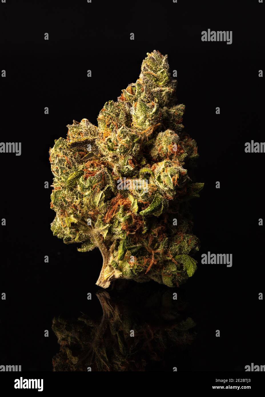 Photo macro de pépite de marijuana séchée sur fond noir à l'aide d'un éclairage studio. Banque D'Images
