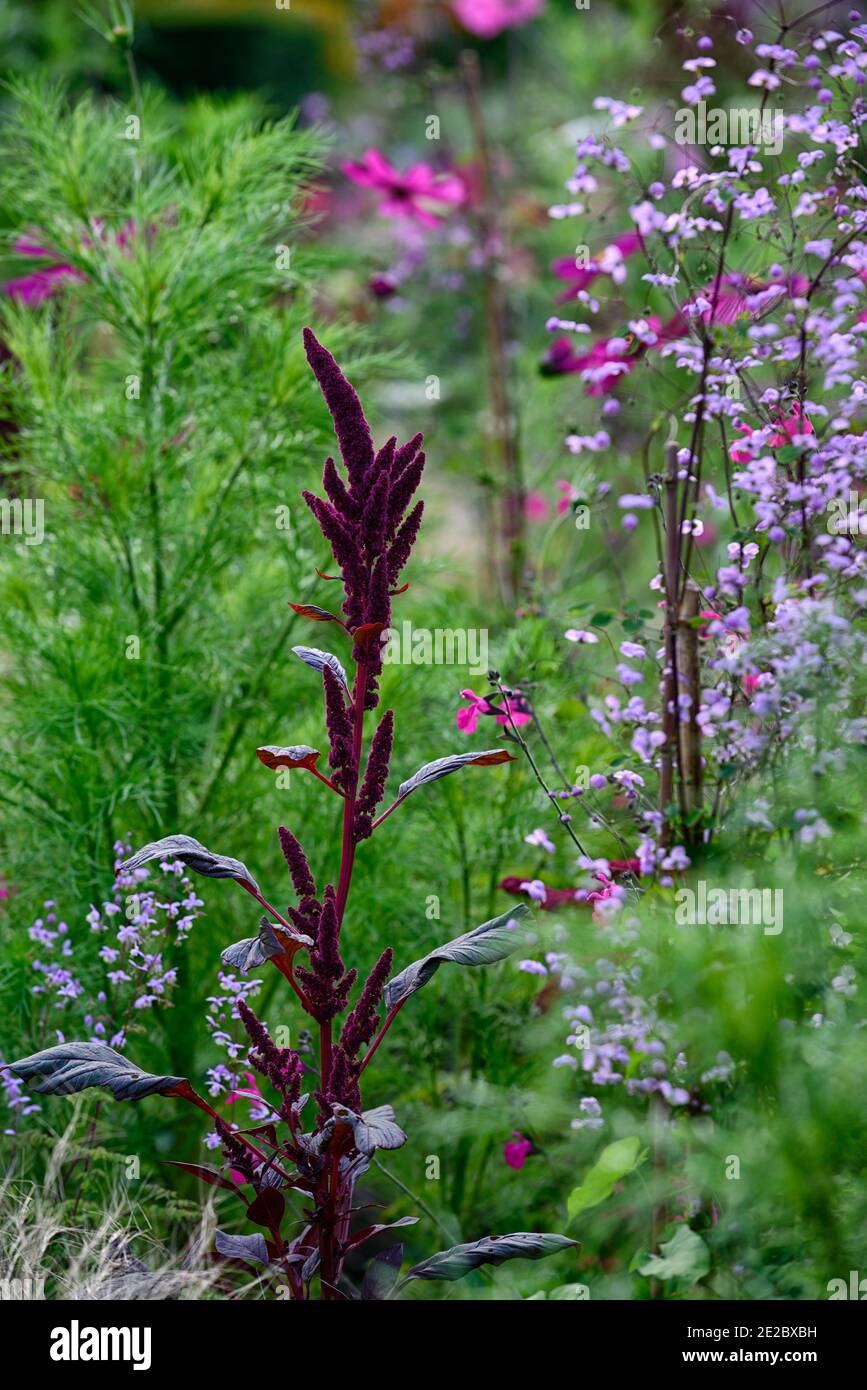 Rideaux en velours Amaranthus cruentus, panaches cramoisi foncé, feuillage rouge ovate, cramoisi foncé fleurs,fleurs,fleurs,plumes du prince,fleurs,fleurs,fleurs,fleurs Banque D'Images