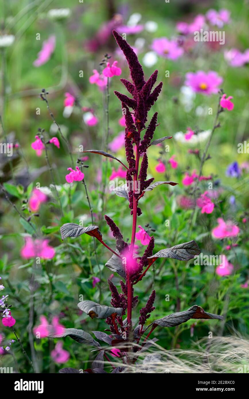 Amaranthus cruentus Velvet rideaux,Salvia microphylla Cerro Potosi,Plumes cramoisi foncé,rouge ovate feuillage coloré, fleurs pourpres foncé, fleurs magenta Banque D'Images