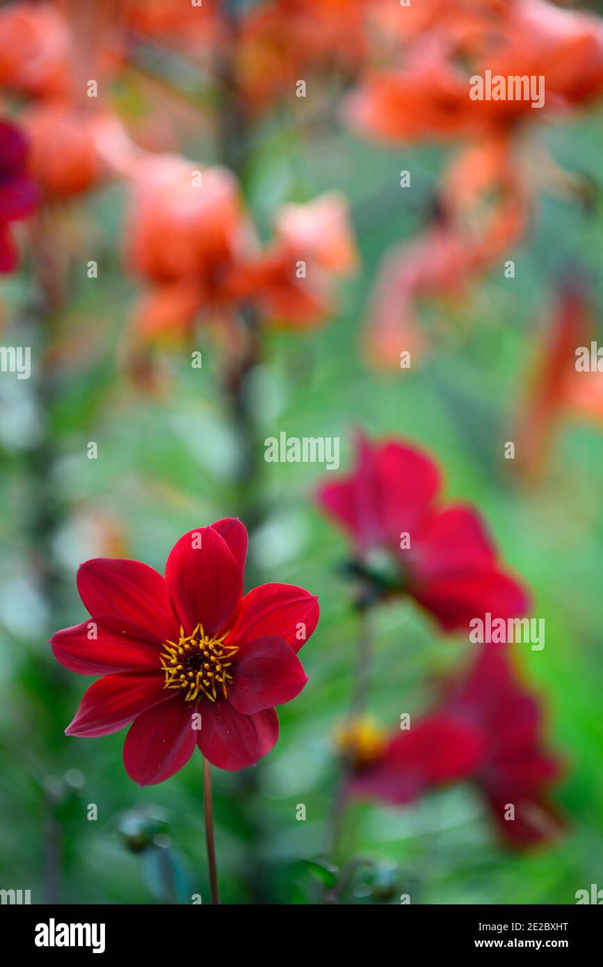 dahlia,dahlias de pivoine,semis,fleurs rouges de vin,fleur rouge de vin,floraison,contraste,combinaison contrastée,plantation mixte,dahlias et lys,lilium réseau local Banque D'Images