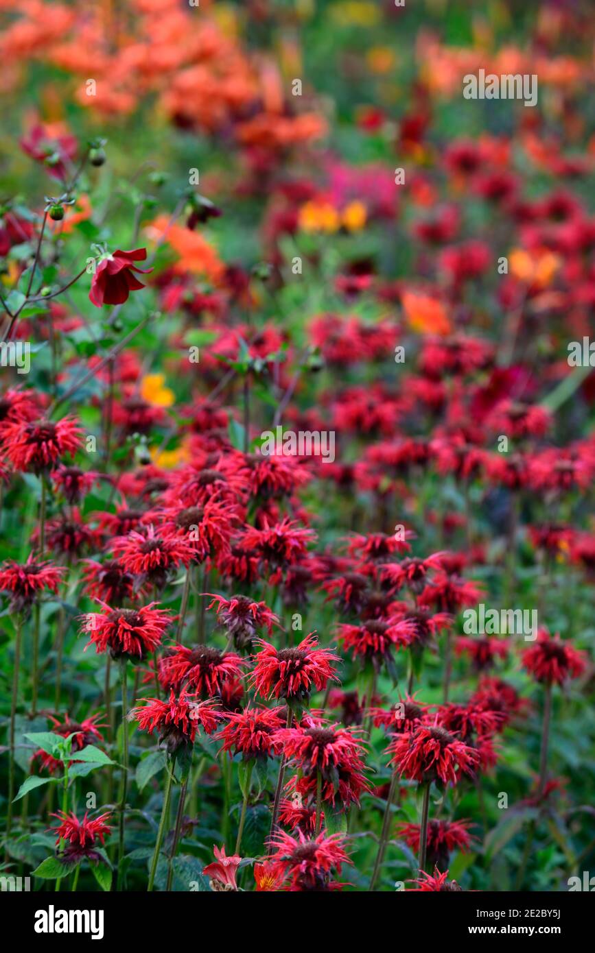 monarda jacob cline, bergamote, fleur rouge, fleurs de scarlet, bordure chaude, lit chaud, vivaces, beebalm, bergamots, RM Floral Banque D'Images