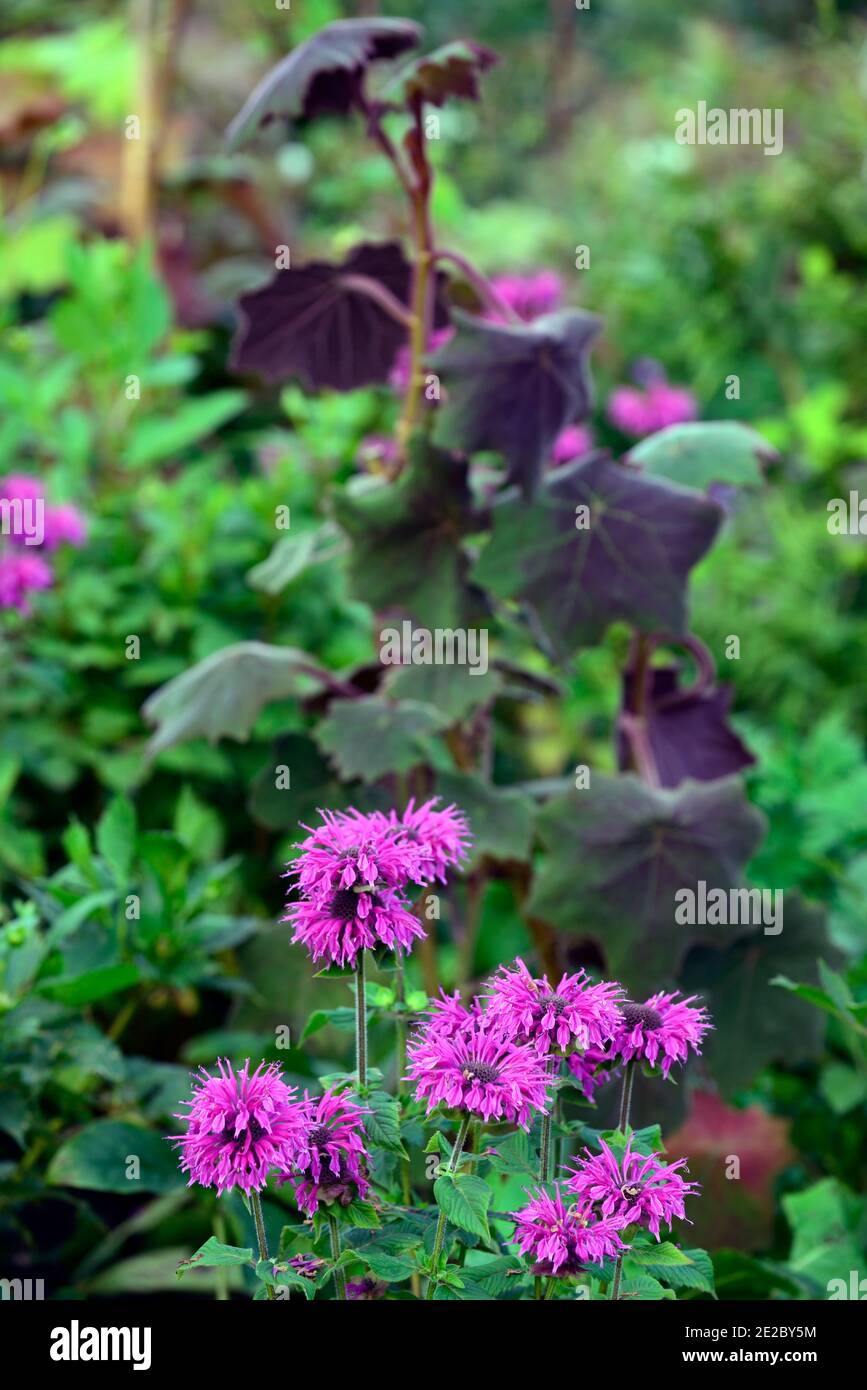Monarda sur parade,baume d'abeilles,bergamote,pourpre,fleur,fleurs, fleur, senecio cristobalensis,Roldana petasitis,Red Velvet Senecio,feuille pourpre, Banque D'Images