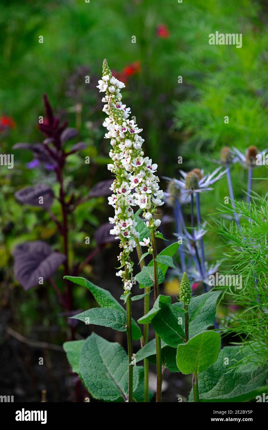 Mullein,fleurs blanches,fleurs,mulleins,vivaces,vivaces,plantes vivaces,combinaison de plantation,RM Floral,Verbascum chaixii alba Banque D'Images