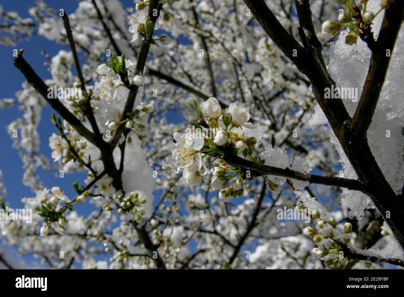 Fleurs de fruits couvertes de neige au début du printemps en Bosnie, dans le sud-est de l'Europe. Banque D'Images