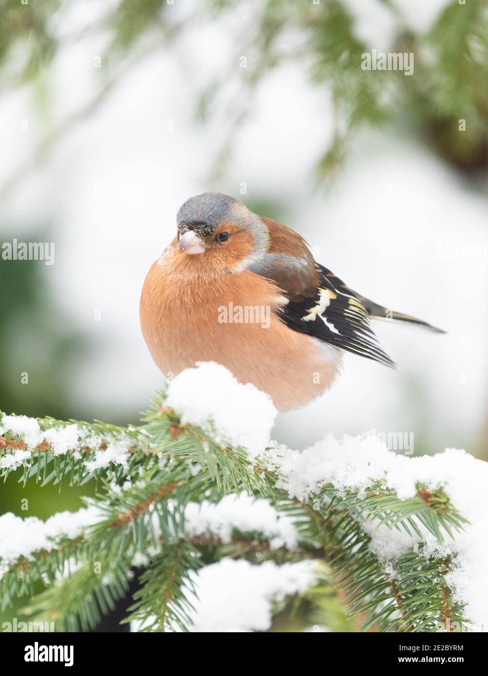Oiseau de chaffin mâle - Fringilla coelebs - perché dans un sapin enneigé en hiver - Écosse, Royaume-Uni Banque D'Images