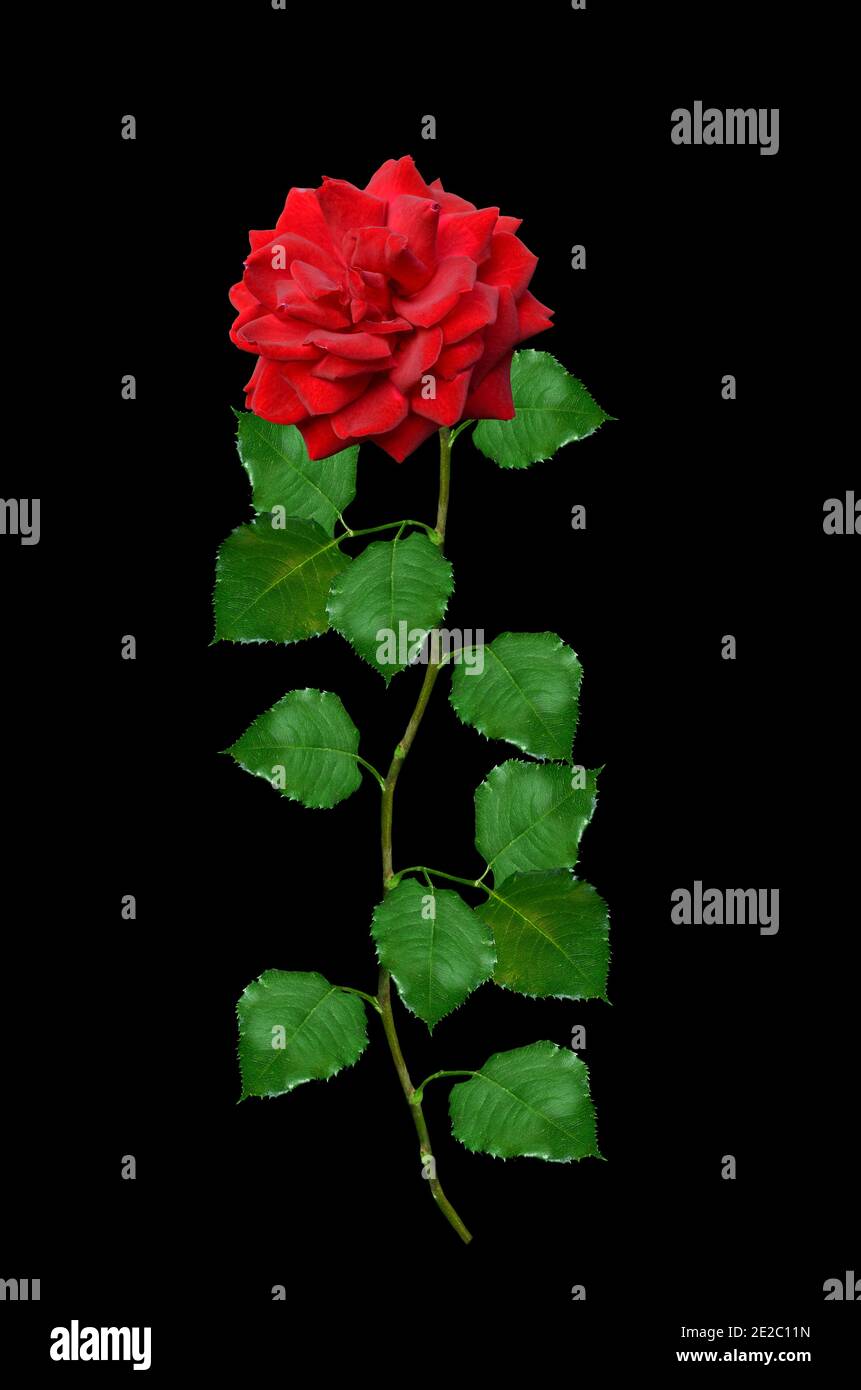 Magnifique rose rouge luxuriante sur fond noir Banque D'Images
