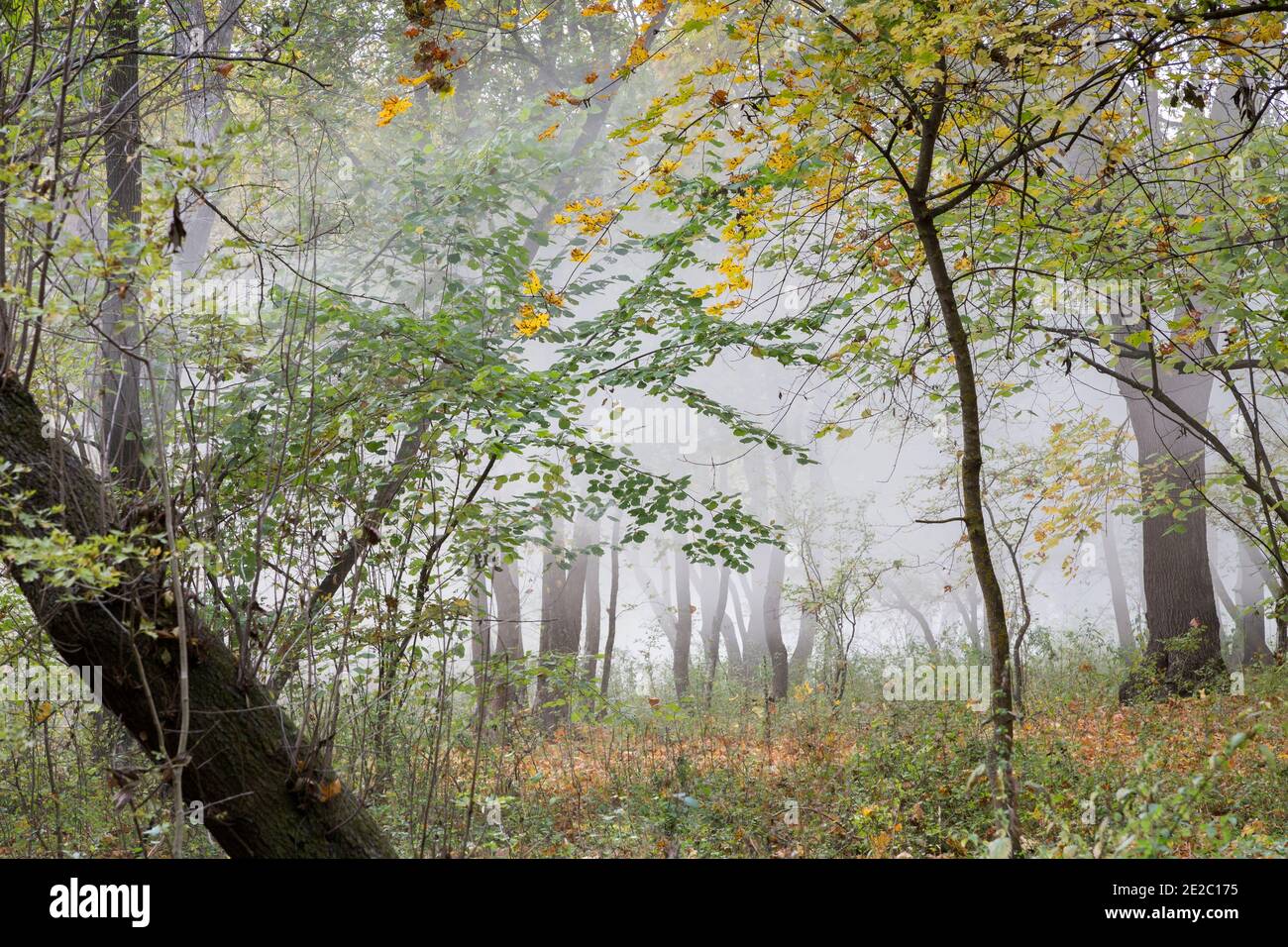 Brouillard léger dans une mystérieuse forêt d'automne. Vue magnifique sur la Moldavie. Banque D'Images