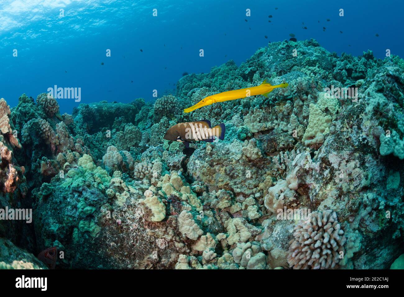 Le poisson-fond du Pacifique, en phase de couleur jaune, s'associe à un mérou de paon pour améliorer son succès de chasse. North Kona, Hawaii, Etats-Unis ( Océan Pacifique ) Banque D'Images