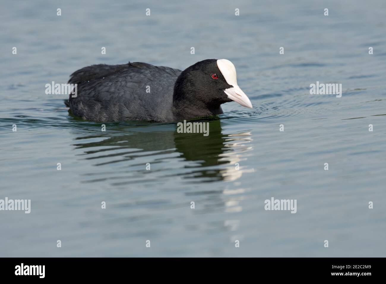 Adulte Craot, Fulica atra, réservoir de Farmoor, Oxfordshire, 30 avril 2019. Banque D'Images