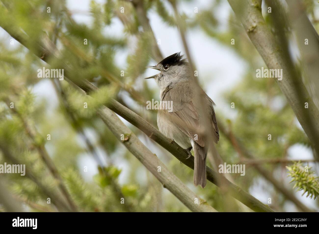 Homme Blackcap, Sylvia atricapilla, chantant de l'intérieur d'une brousse, réserve Otmoor de RSPB, Oxfordshire, 5 mai 2019. Banque D'Images