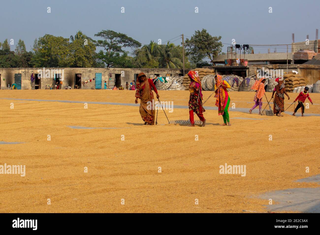 Travailleurs d'une usine de traitement du riz à Brahmanbaria, au Bangladesh. Banque D'Images