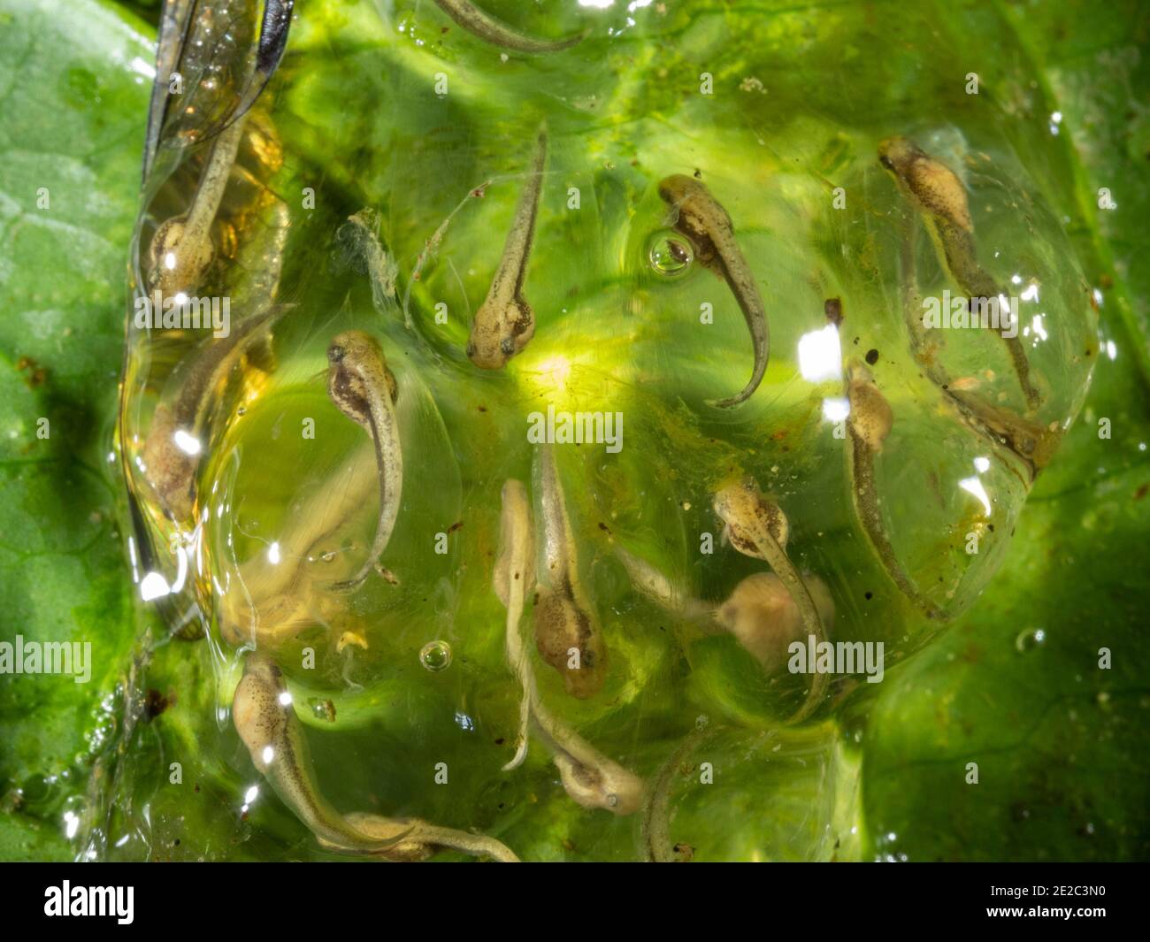 Masse d'oeufs avec des têtards en développement d'une petite grenouille des arbres (Dendropsophus sp.) suspendue au-dessus d'un étang de la forêt tropicale dans l'Amazonie équatorienne Banque D'Images