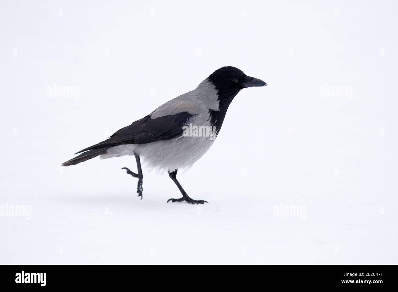 Un corbeau à capuche qui marche sur la neige. Banque D'Images