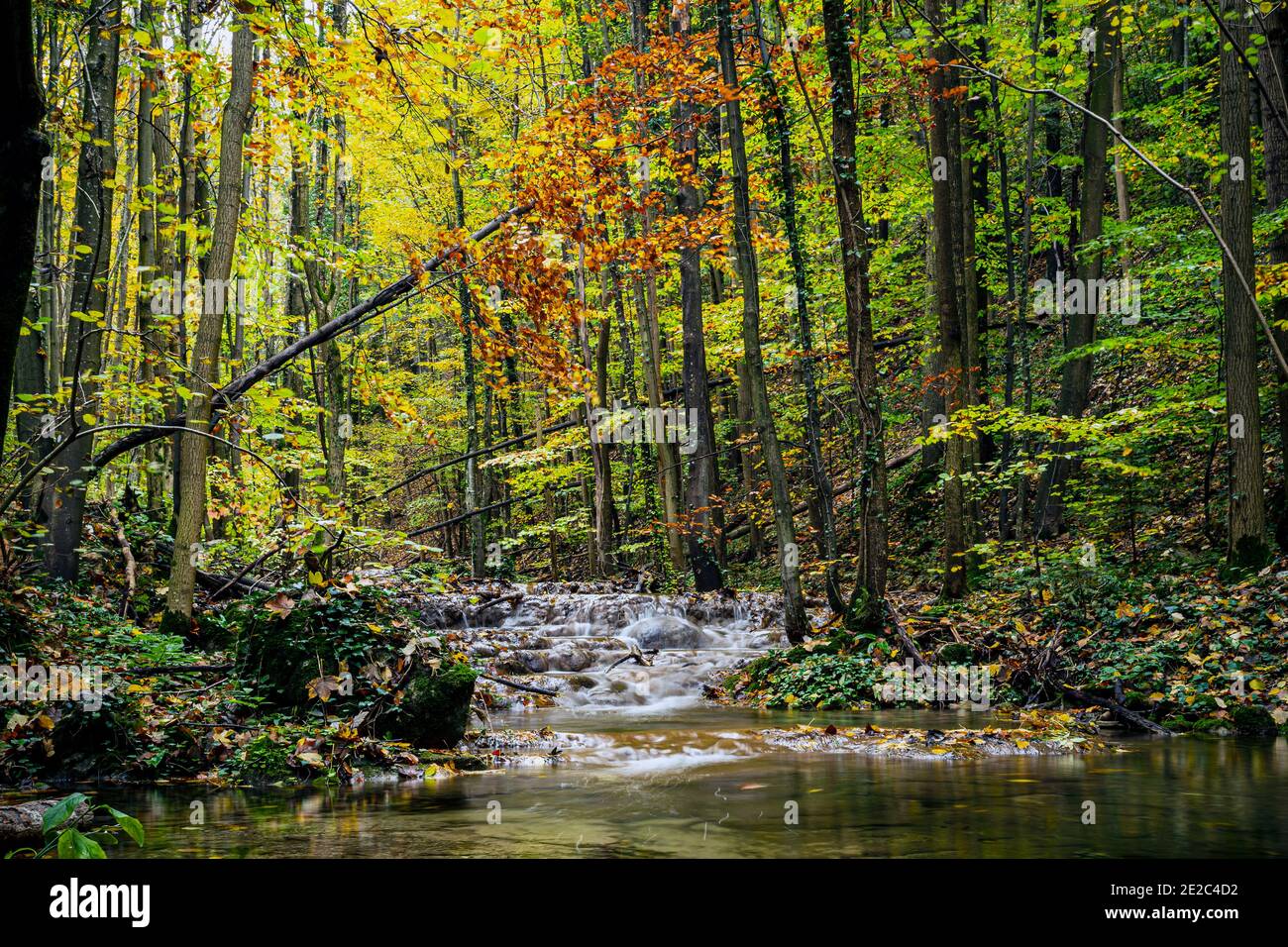 Paysage forestier dans la période la plus spectaculaire de l'année - automne. Photo prise le 1er novembre 2020 lors d'une randonnée dans les gorges de Susara, P National Banque D'Images