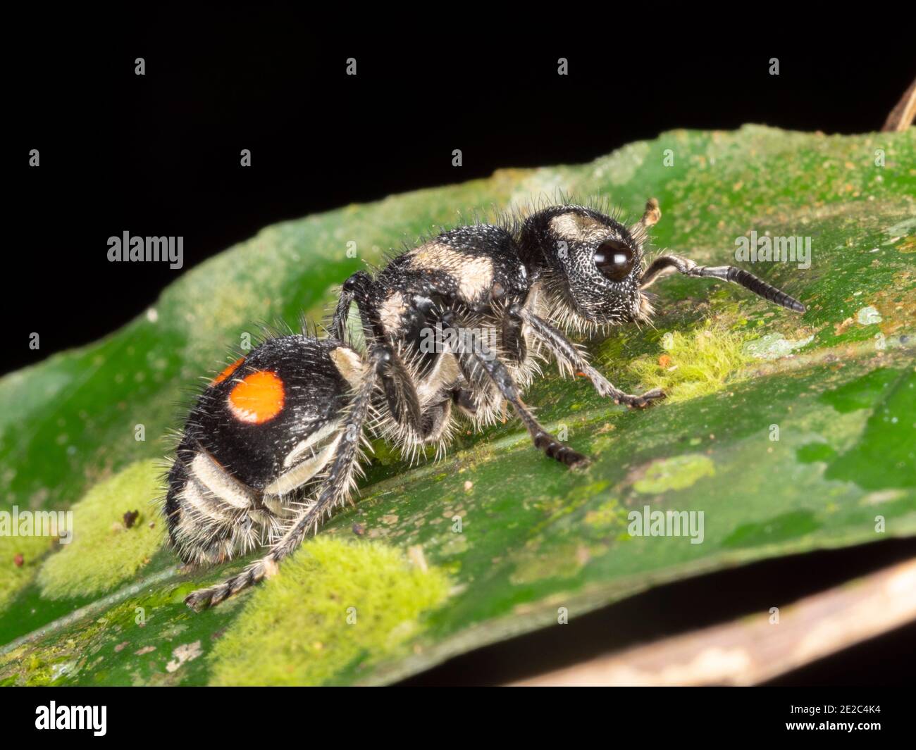Velours Ant (Mutillidae), non pas un fourmis mais une guêpe sans aile. Dans la forêt tropicale de l'Amazonie équatorienne. Banque D'Images
