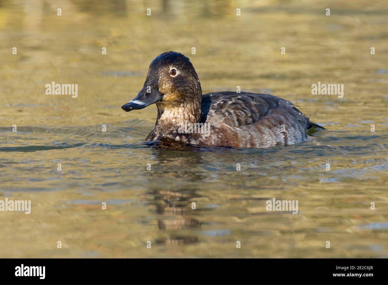 Femelle Pochard, Aythya ferina, canard de plongée nageant à la réserve de remedbeds de Thatcham de BBOWT, Berkshire, 3 février 2019 Banque D'Images