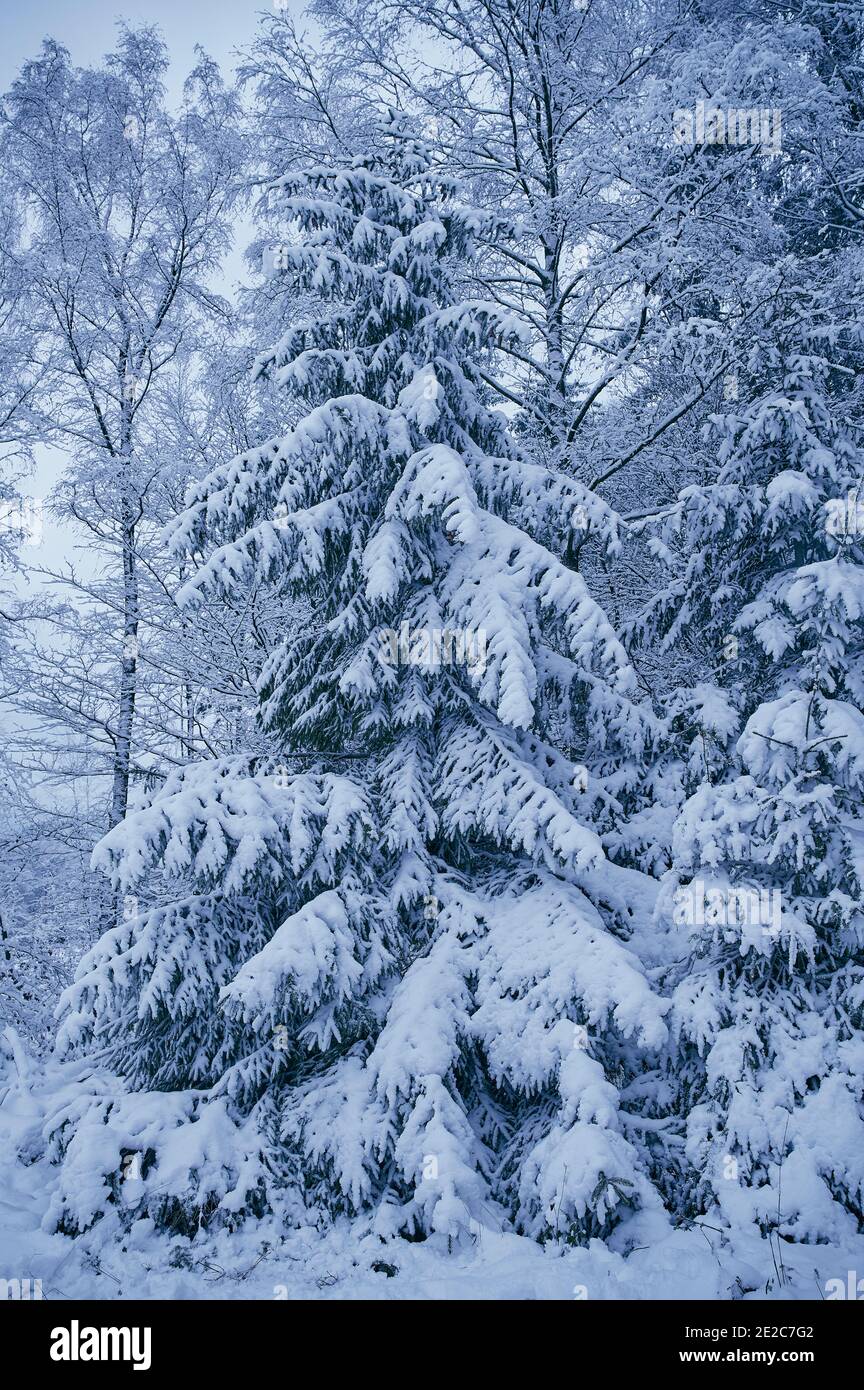 paysage d'hiver avec conifères enneigés, photo en couleur verticale Banque D'Images