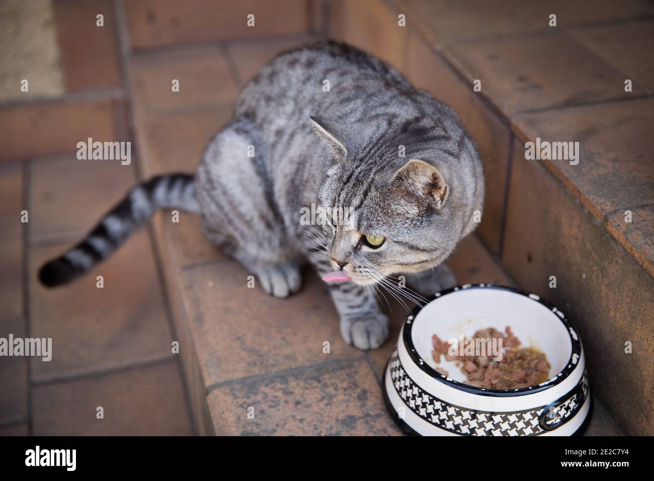 Jeune chat gris mangeant de la nourriture d'un bol à l'extérieur. Banque D'Images
