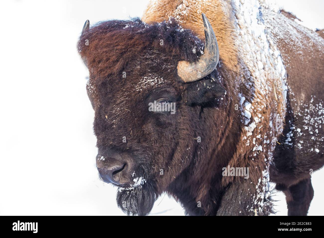 Bison américain ou simplement bison (Bison bison) en hiver Banque D'Images