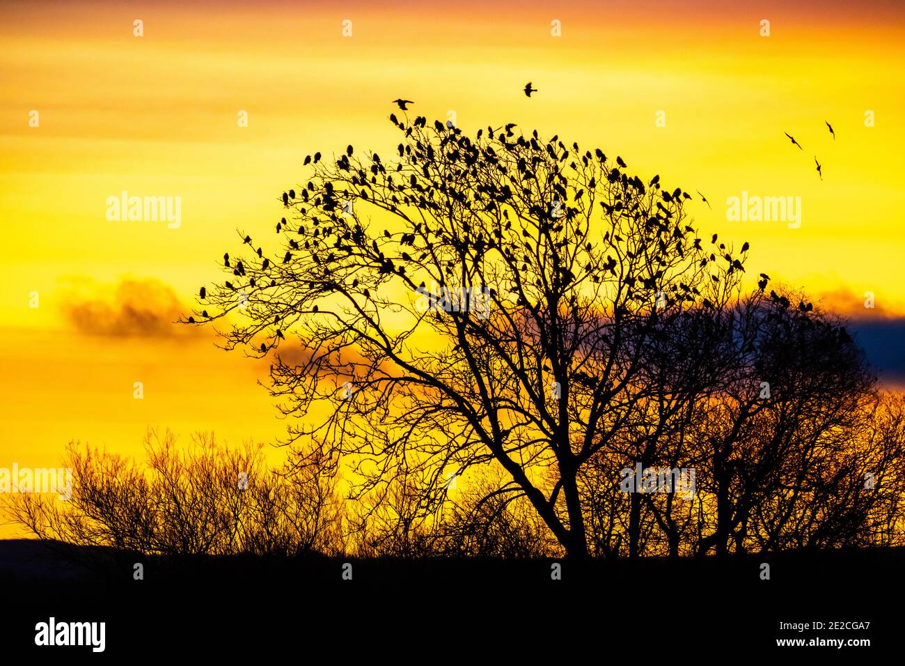 Jackdaws qui rôde au lever du soleil sur une petite île du Loch Leven, Kinross-shire, Écosse. Banque D'Images