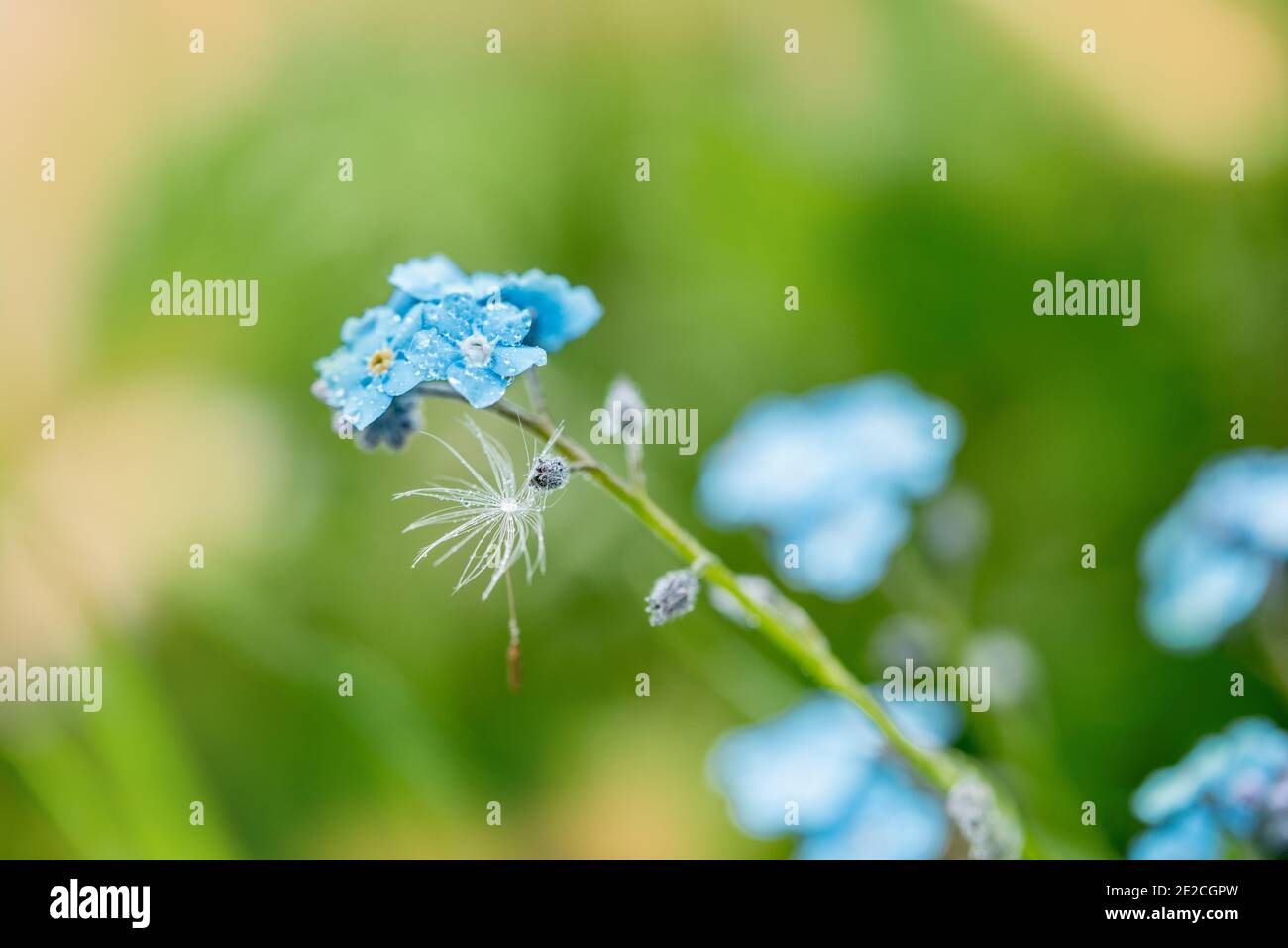 Fleurs bleues violettes. Fond d'été. Macro Forget-me-nots. Gouttes de pluie et rosée sur les pétales. Une graine de pissenlit. Belle carte de printemps d'été Banque D'Images