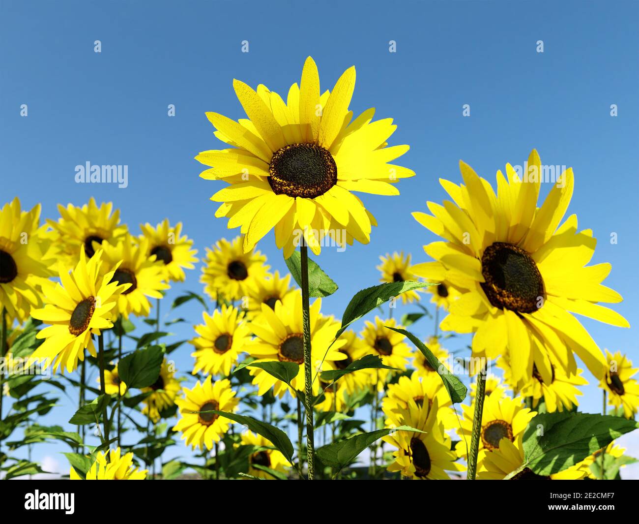 Champ de tournesols en fleur contre ciel bleu Banque D'Images