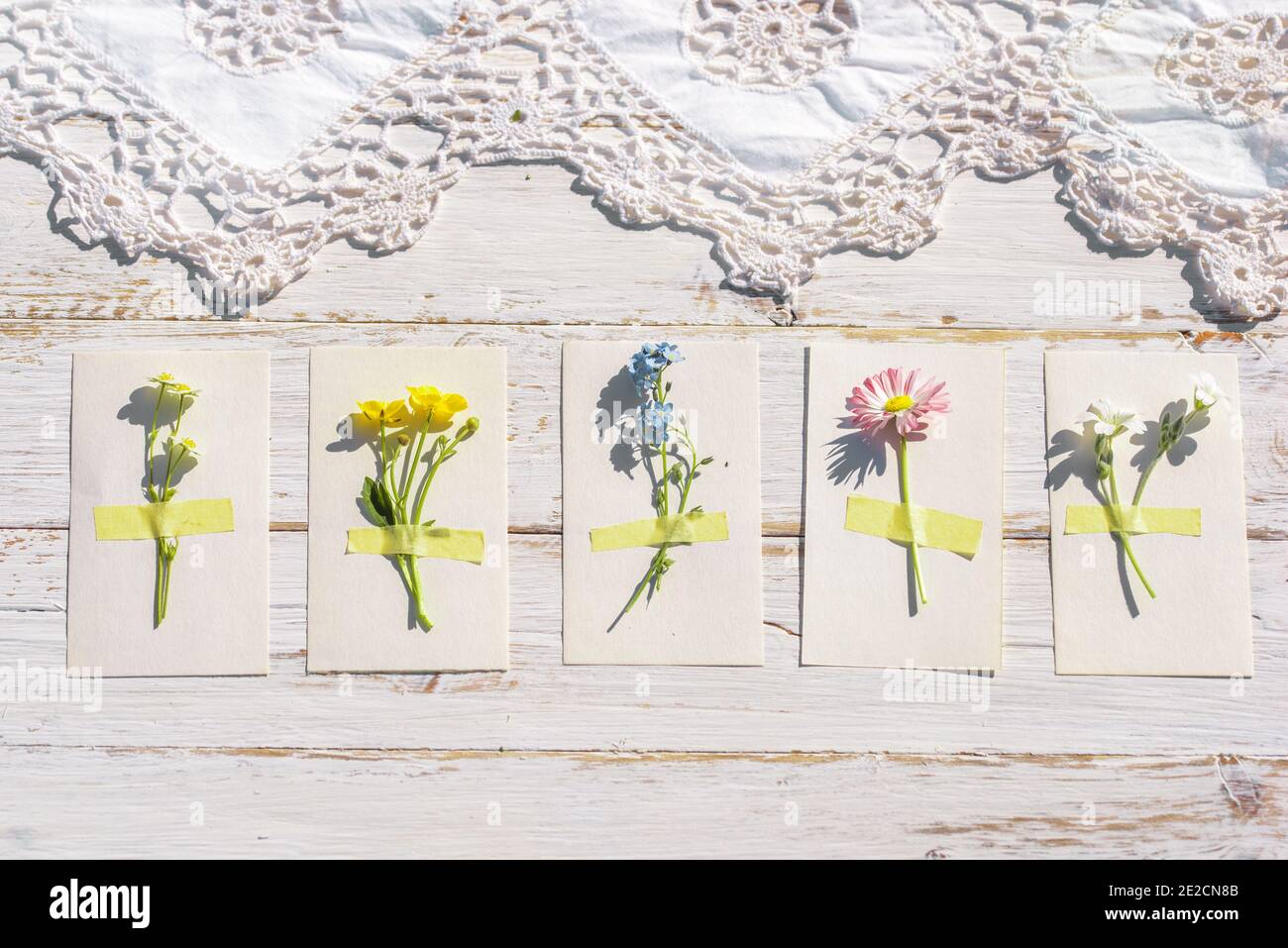 vieux papier texture en détail - herbier.botanique pour l'étudiant, fleurs sur papier, l'étude des plantes. fond en bois. dentelle ajourée Banque D'Images
