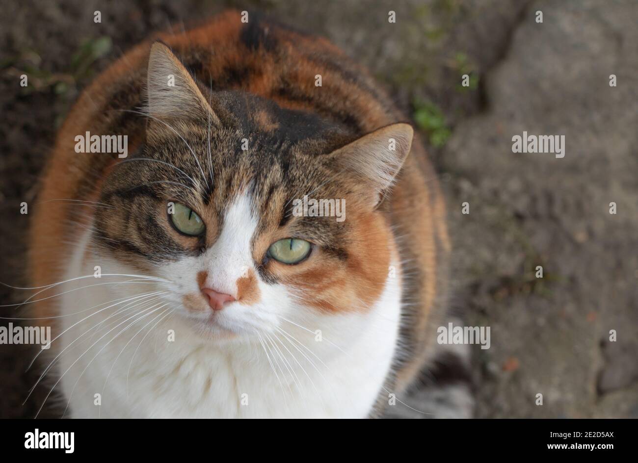 Un Tres Beau Chat Trois Couleurs Gros Plan Photo Stock Alamy Un Tres Beau Chat Trois Couleurs Gros Plan Photo Stock Alamy