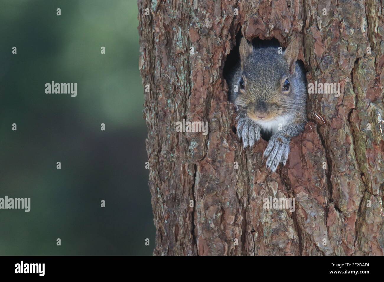 Un écureuil gris de l'est Sciurus carolinensis peeks de a trou dans un tronc d'arbre Banque D'Images