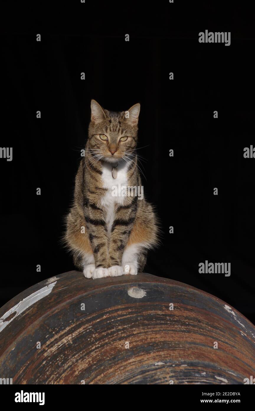 Tabby chat assis sur le mélangeur de ciment Banque D'Images