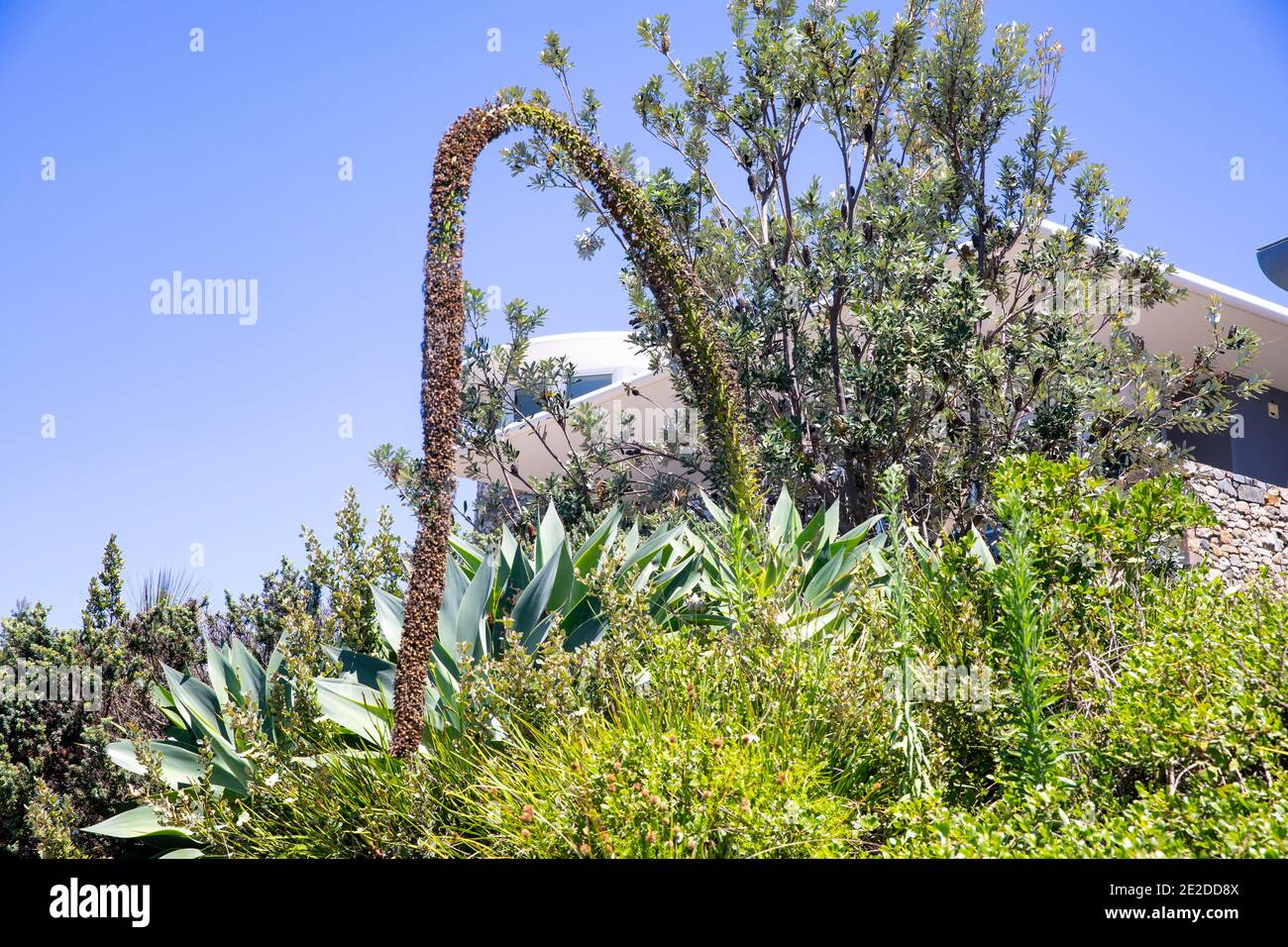 Agave attenuata avec inflorescence incurvée, inhabituel chez les plantes agave, à Sydney, en Australie Banque D'Images