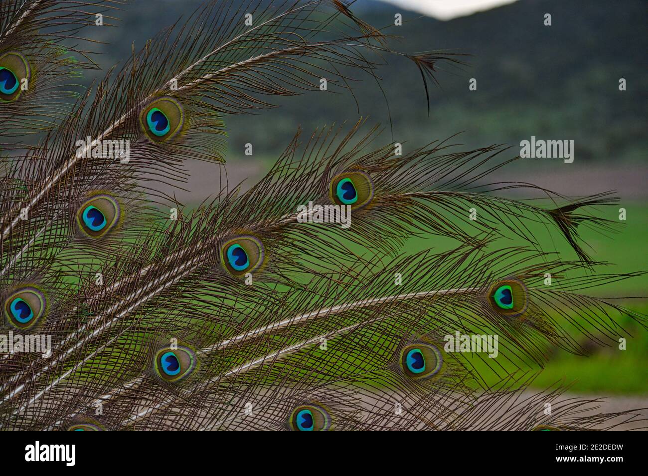 Gros plan sur les plumes de paon Banque D'Images
