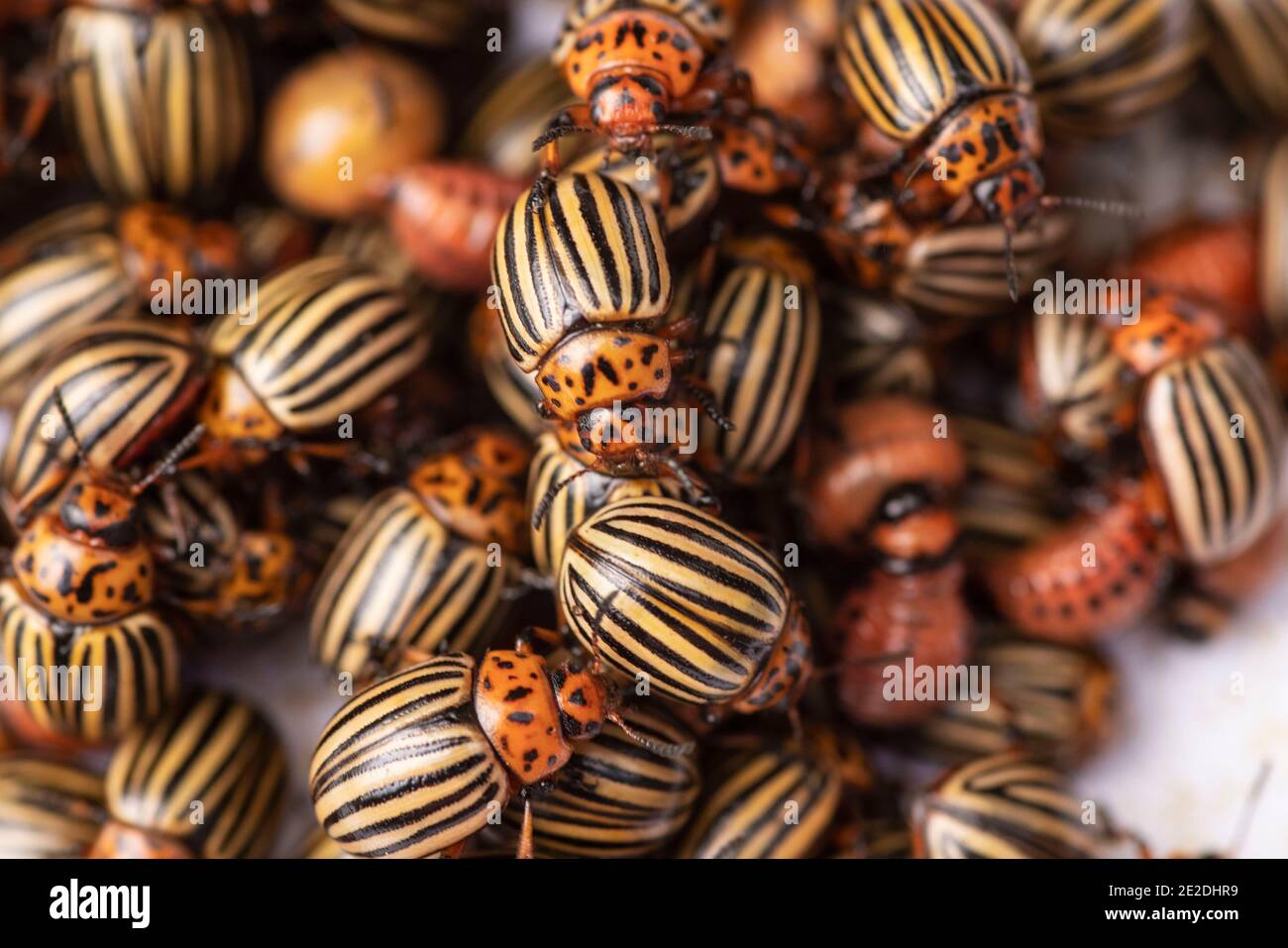 De nombreux insectes de pommes de terre du Colorado.insectes de pommes de terre sur le feuillage de la pomme de terre dans la nature, fond naturel, vue rapprochée. Banque D'Images