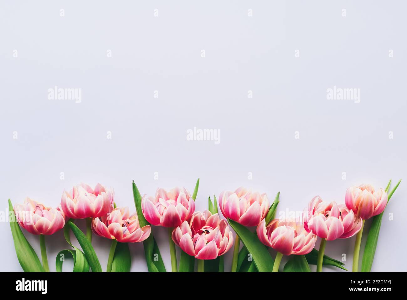 Tulipes roses fleurs sur fond lilas clair. Concept de fête de la Saint-Valentin, de fête des mères et d'anniversaire. Pose à plat Banque D'Images