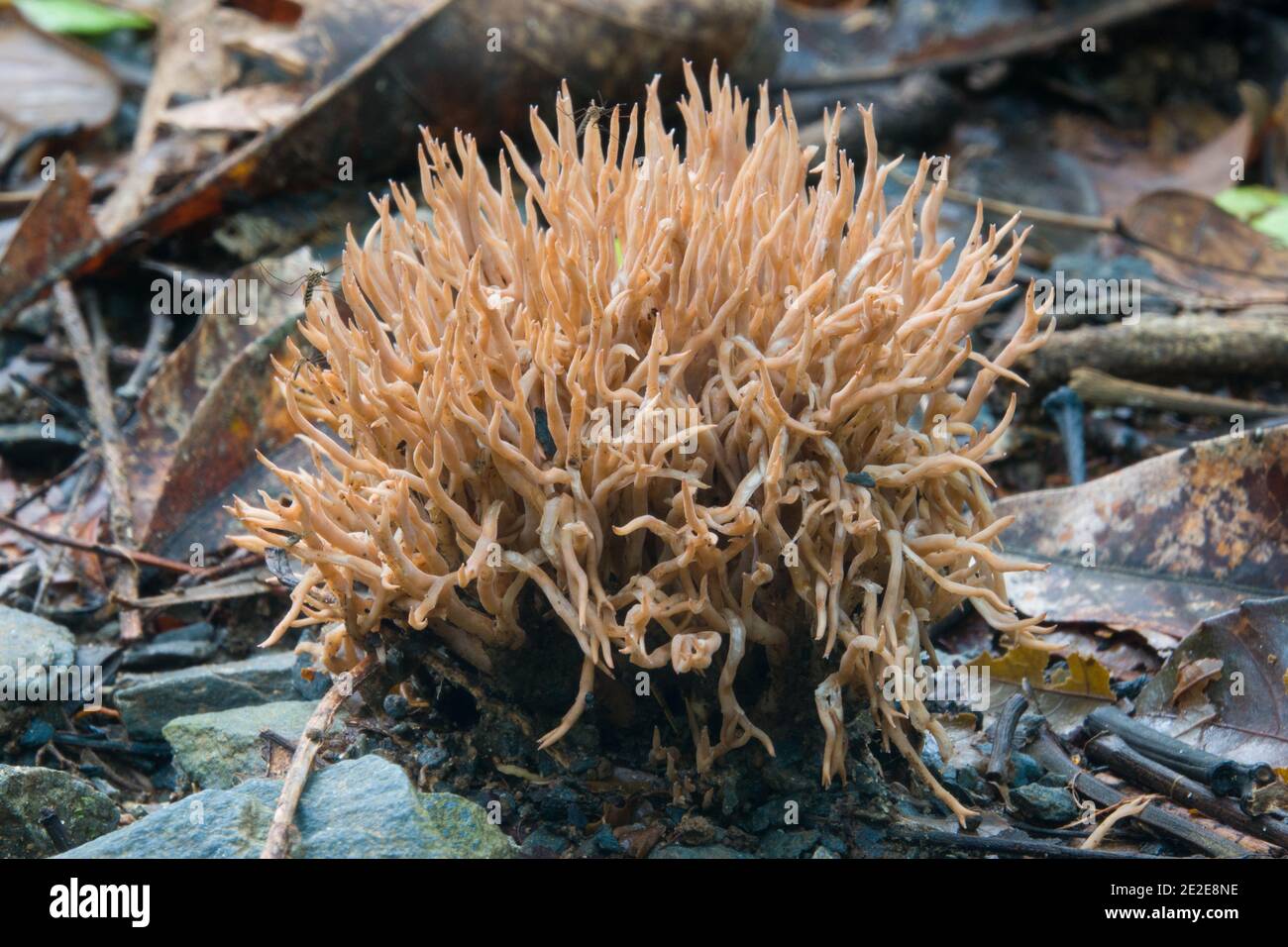 Un champignon de corail (espèce Ramaria) photographié à Diwan, parc national de Daintree, Queensland, Australie. Banque D'Images