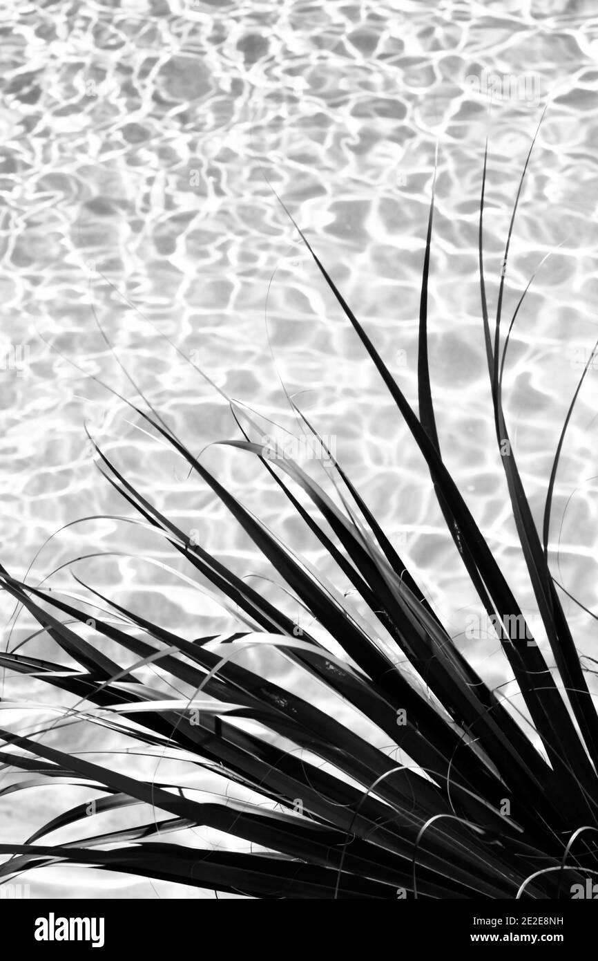 Gros plan de la façade de palmier en premier plan sur un fond d'eau de piscine étincelante et transparente en Floride avec espace de copie Banque D'Images