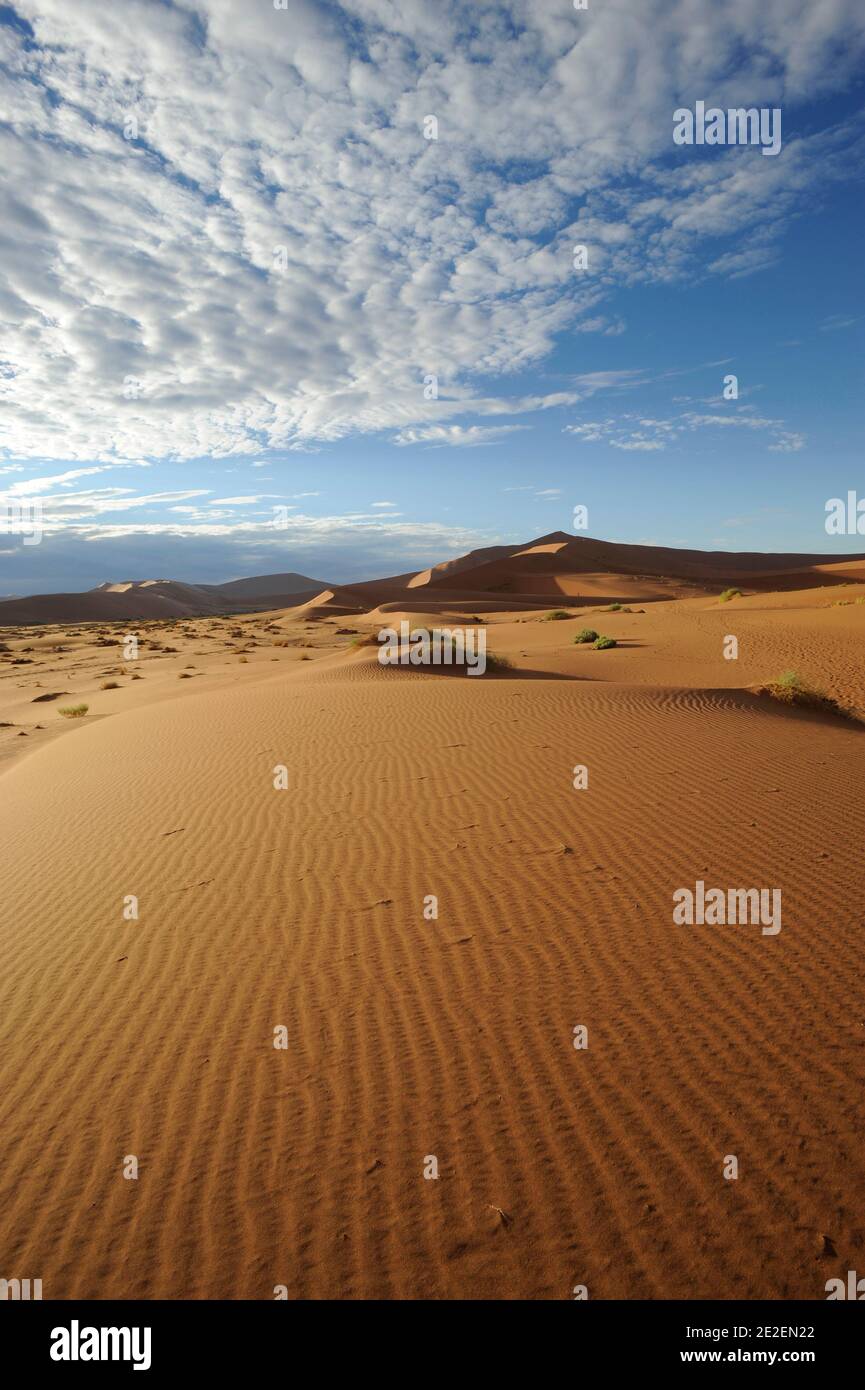 Sossusvlei dunes de sable.Sossuvlei est situé à côté du Sesriem Canyon, dans le parc Namib Naukluft. Les dunes s'élèvent à plus de 375 mètres au-dessus de la rivière Tsauchab qui coule d'est en ouest pour mourir dans le désert à quelques kilomètres de l'océan Atlantique. Ils sont parmi les dunes les plus hautes du monde. Ces dunes sont situées au sommet d'un ancien désert pétrifié qui forme une base de grès, Namibie, 2008. Dunes de sable de Sossulvlei. Sossuvlei se trouve à côte du canyon de Sesriem, à l’interieur du parc de Namib Naukluft. Les dunes s’élèvent à plus de 375 mètres au-dessus de la rivière Tsauchab qui coule Banque D'Images