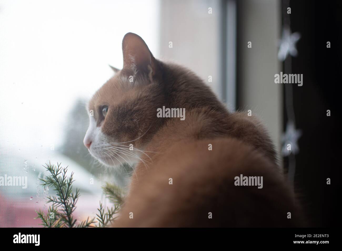 Un chat tabby d'orange douce regarde à travers une fenêtre Banque D'Images