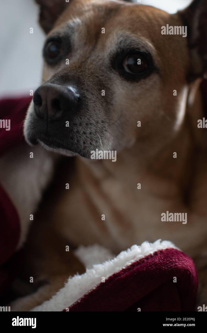 Portrait de chien plus âgé doux et alerte Banque D'Images