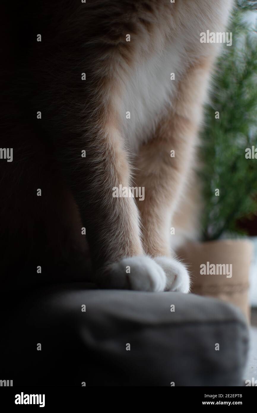 Un petit gros plan de pattes de chat près d'une fenêtre et de verdure Banque D'Images